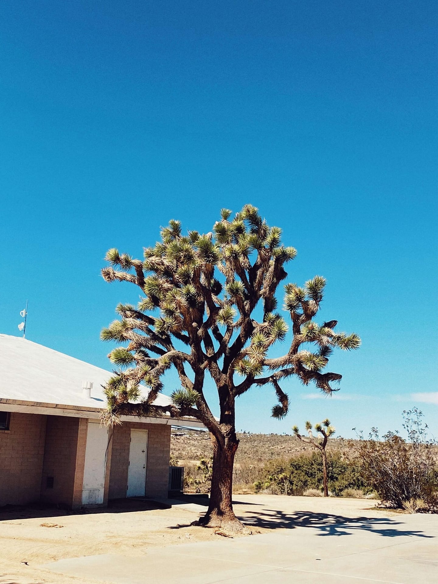 Endangered Icon: Nyt Explores The Joshua Tree'S Future - nhi2j43
